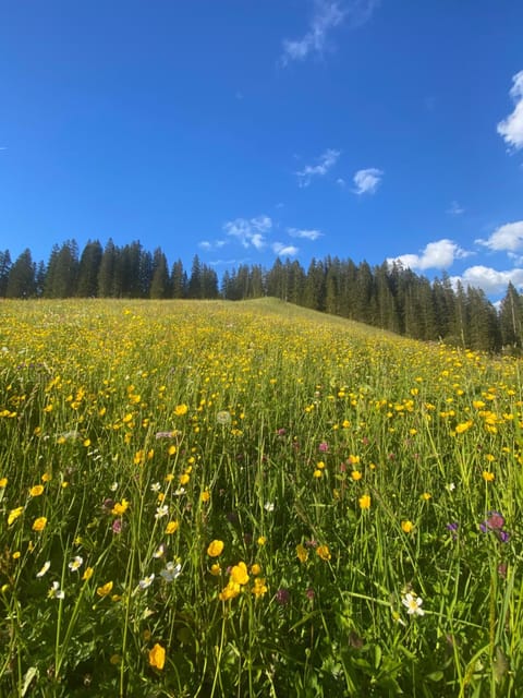 Natural landscape, Summer