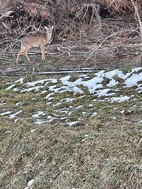Spring, Day, Natural landscape, Winter, Animals