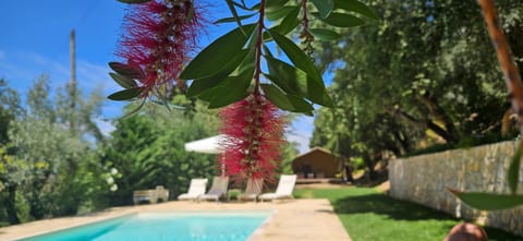 Garden, Pool view, Swimming pool, Swimming pool, sunbed
