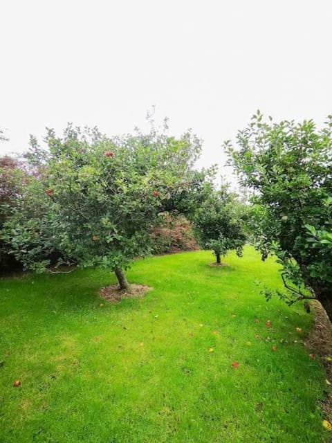 Orchard Cottage House in Dingle