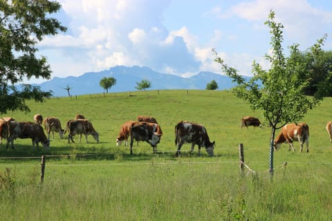 Beim Peterschmied Apartment in Salzburgerland