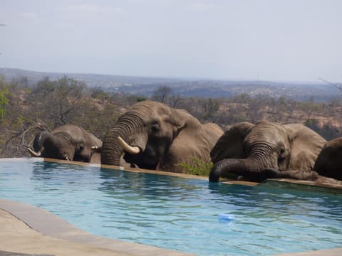 Animals