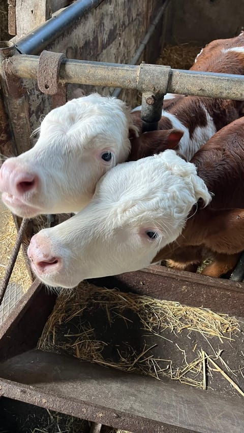 Activities, Animals, Entertainment