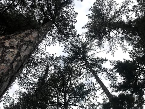 Apartman Luković Apartment in Zlatibor District, Serbia