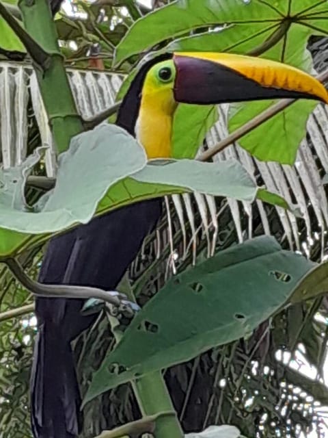 Natural landscape, Animals
