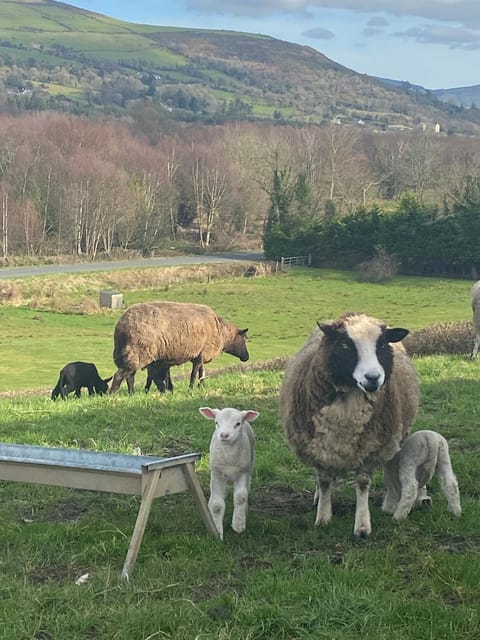 Cosy Cottage Broadford House in County Clare