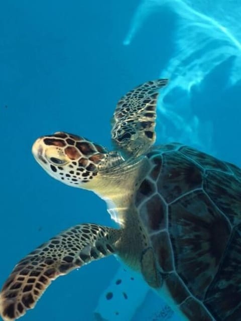 Beach, 70ft Dock, Entire Home, VACA-23-16 House in Marathon