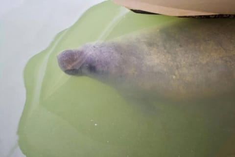 Beach, 70ft Dock, Entire Home, VACA-23-16 House in Marathon