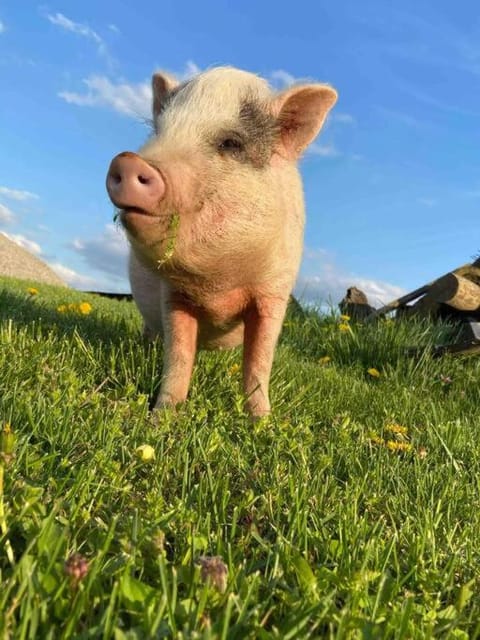 Bourbon Trail Cabin on the Farm Cabin in Lawrenceburg