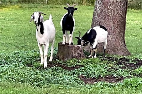 Bourbon Trail Cabin on the Farm Cabin in Lawrenceburg