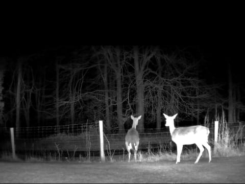 The Bungalow, Forest of Dean House in Forest of Dean