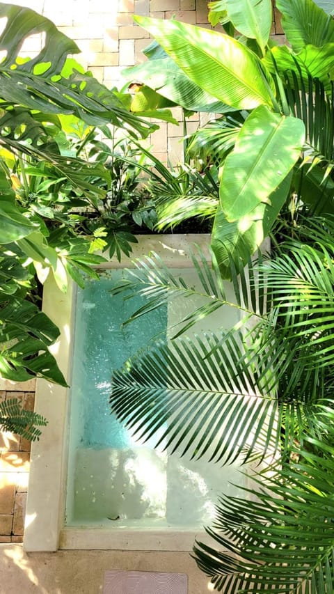 Natural landscape, Garden, Garden view, Pool view, Swimming pool