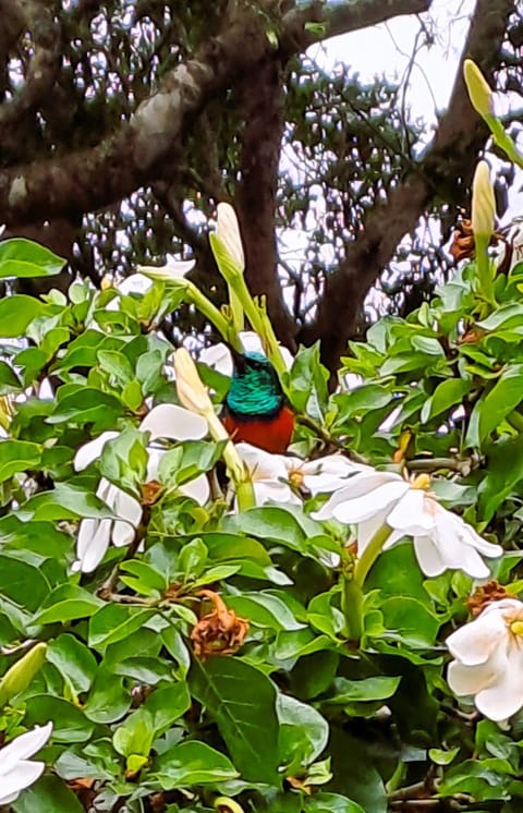 VB Escape Apartment in Knysna