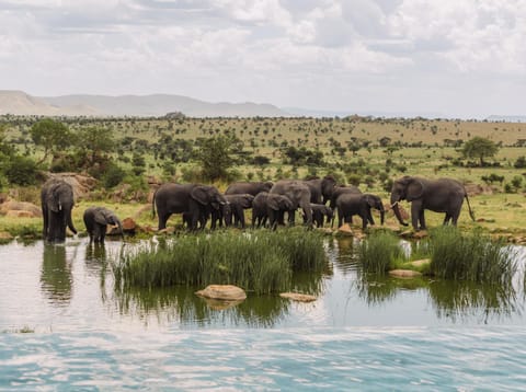 Natural landscape, Animals, Pool view, Swimming pool