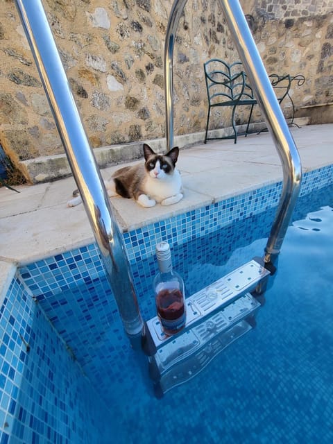 Pets, Swimming pool, Swimming pool, sunbed