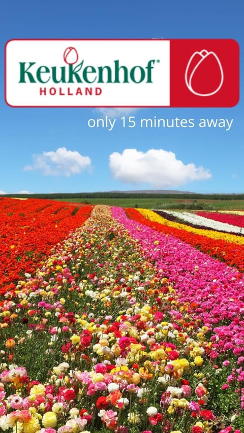 Souterrain aan zee Apartment in Noordwijk