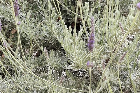 Lavender House in Kiparissia Apartment in Messenia