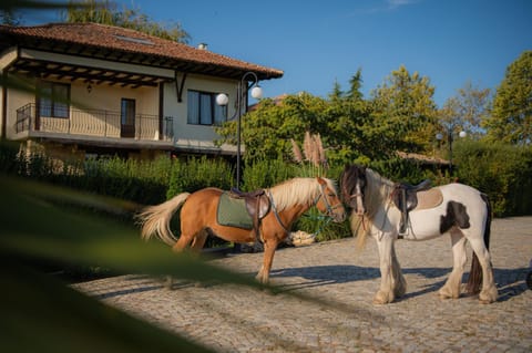 Day, Horse-riding, Animals