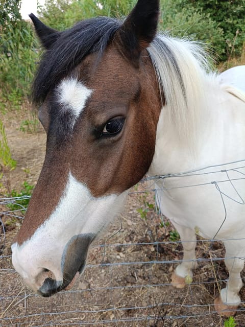 Affittacamere Paradiso, turismo rurale Bed and Breakfast in Sardinia