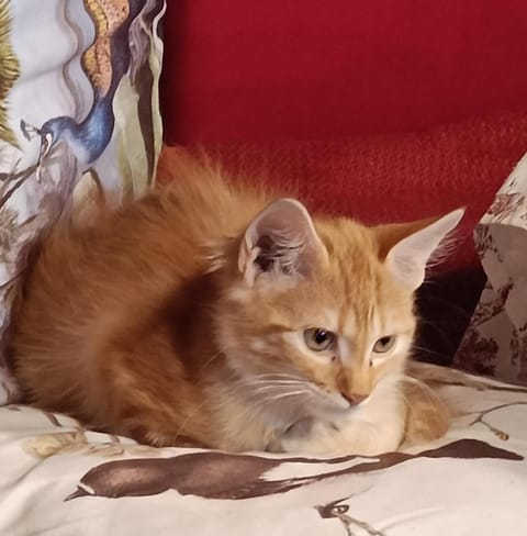 Affittacamere Paradiso, turismo rurale Bed and Breakfast in Sardinia