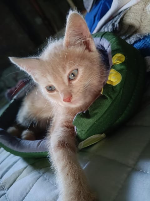 Affittacamere Paradiso, turismo rurale Bed and Breakfast in Sardinia