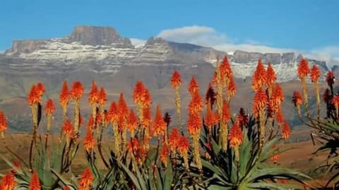 Natural landscape