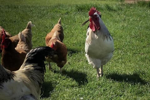 Chalet Sleeps 4 Near Cymyran Beach Chalet in Wales