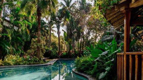 Natural landscape, Garden, Garden view, Swimming pool, Swimming pool