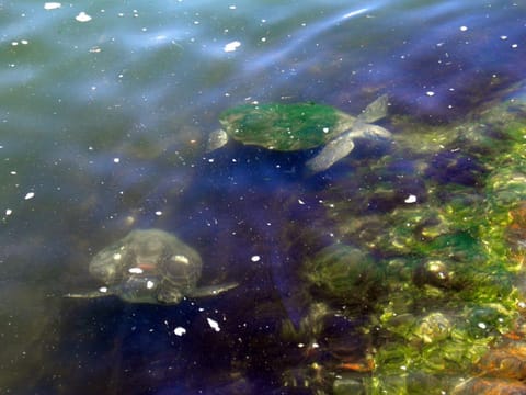 Natural landscape, Diving