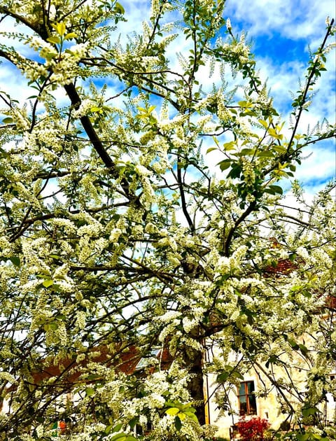 Manoir de La Barre Ceton Apartment in Normandy