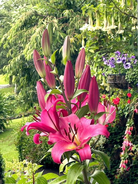 Spring, Garden, Garden view