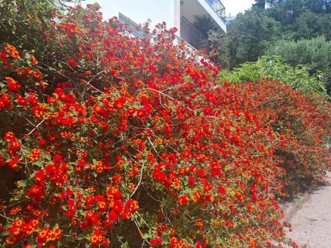 Apartments Villa Simonovic Apartment in Budva Municipality