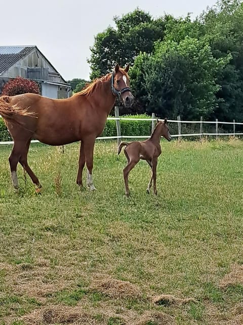 Gîte de Bealieu House in Finistere