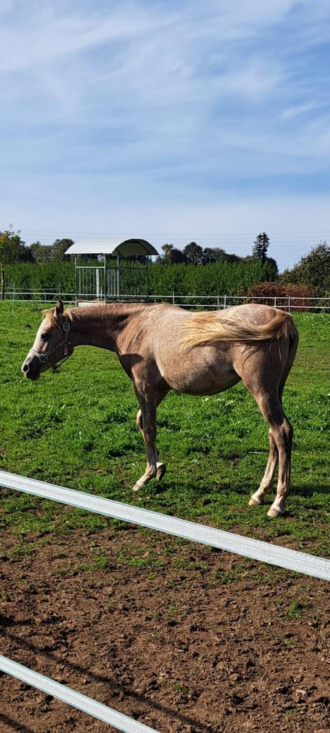 Gîte de Bealieu House in Finistere