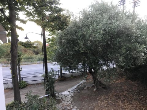 Natural landscape, Garden, Garden view