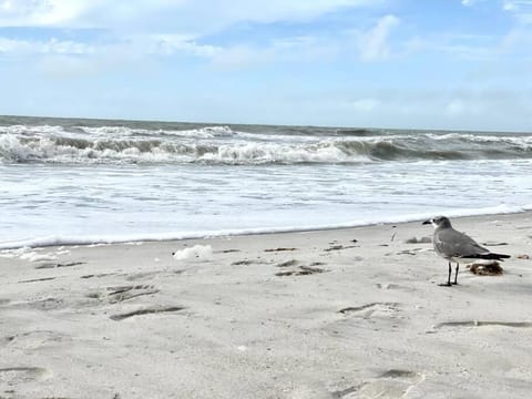 Waterfront Home With Heated Pool/Jacuzzi and only 1mile to beach House in Marco Island