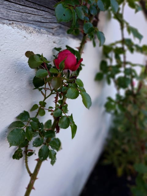 Summer, Garden, Garden view