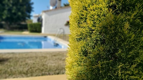 Day, Garden, Garden view, Swimming pool