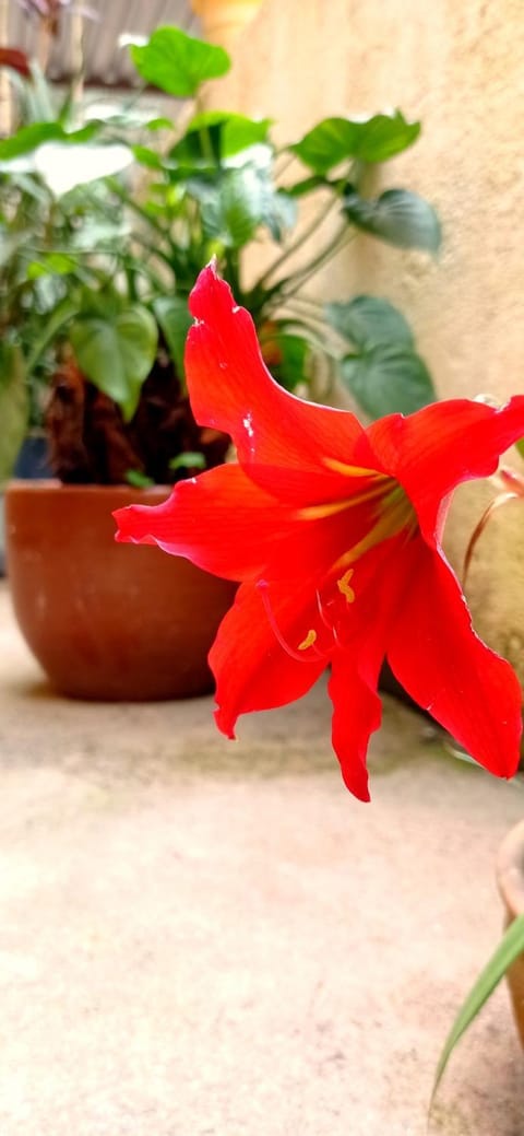 Casa das Neves House in Miguel Pereira