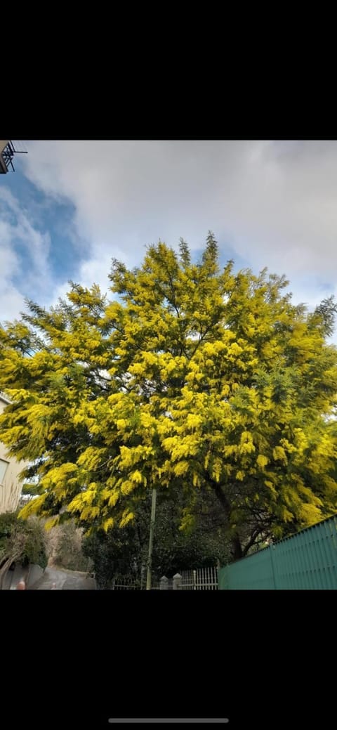 La Mimosa Apartment in Albisola Superiore