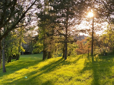 Day, Natural landscape, Garden, Garden view