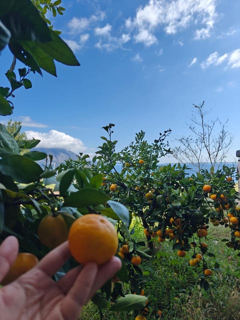 Natural landscape, Garden, Garden view