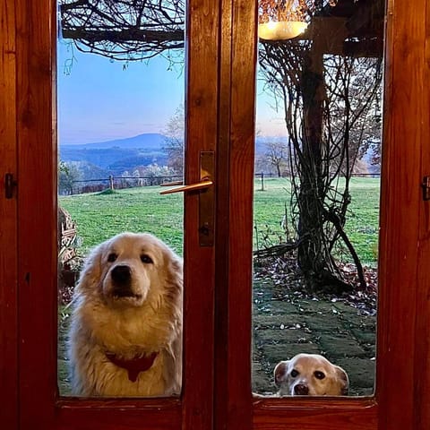 Pets, Garden view