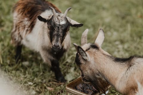 3 x bespoke built cabins with hot tubs, mid Wales Cabin in Wales
