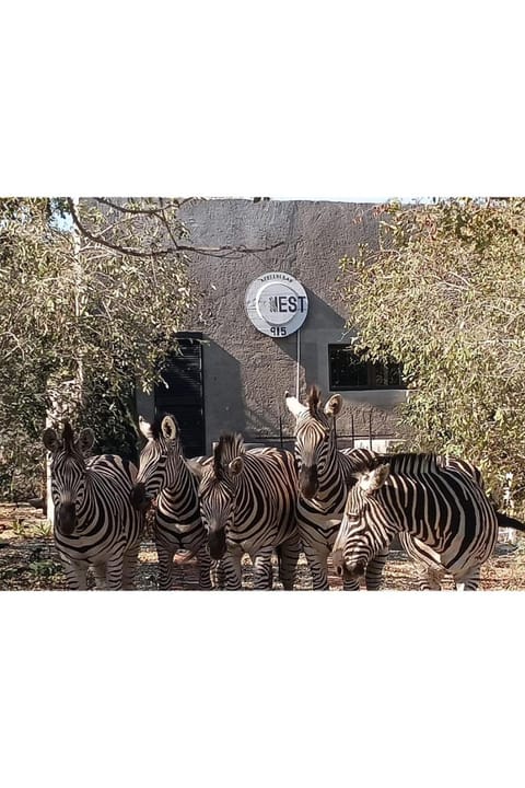 Animals