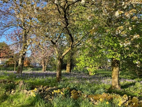 The Cabin Cabin in Northern Ireland
