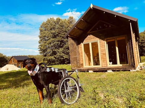Spring, Day, People, Cycling, Pets