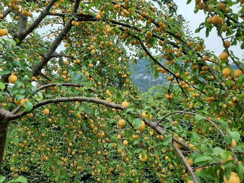 Ferienwohnungen im Griachalgarten - Chiemgau Karte Apartment in Berchtesgadener Land