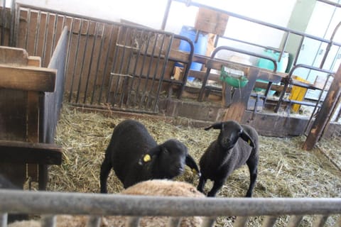 Lehenbrandthof Apartment in Salzburgerland