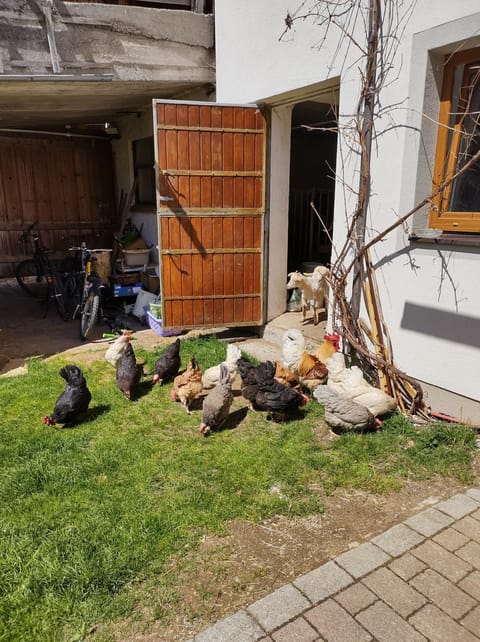 Lehenbrandthof Apartment in Salzburgerland